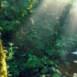 Monteverde Forest,Kostarika